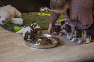 Første gang med fast føde